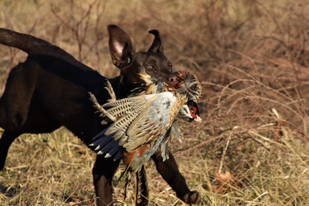 photo of dog retrieving a pheasant