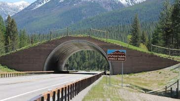 Land Agreement in Montana Raises Habitat Fragmentation Concerns