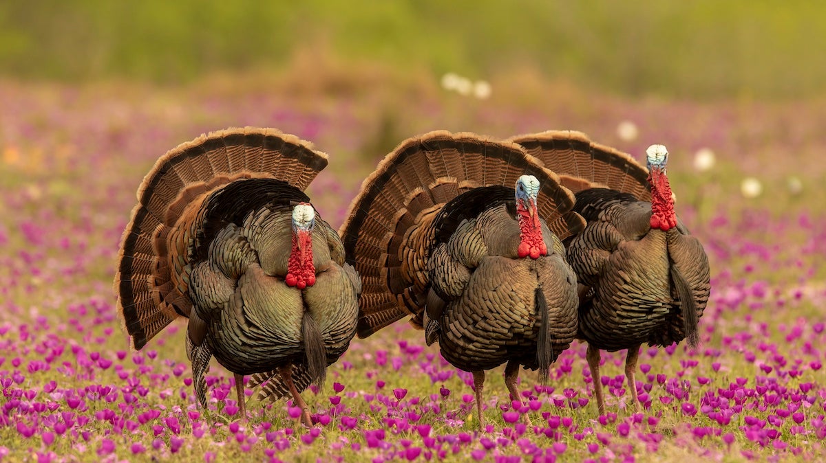 Three turkeys in a field strutting.