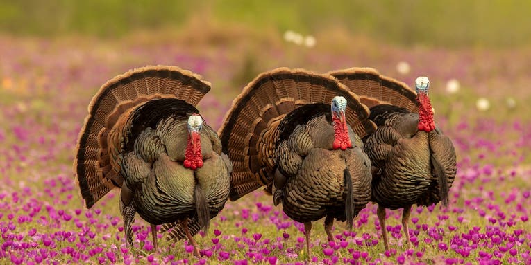 Anywhere or Bust: A Texas Turkey Hunting Adventure