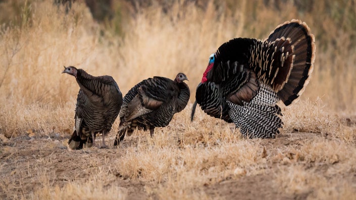 The No. 1 Way to Tag a Pressured Public-Land Gobbler—Like It or Not