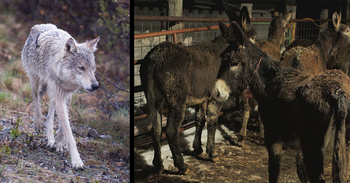 left: wolf walking right: burros in corral