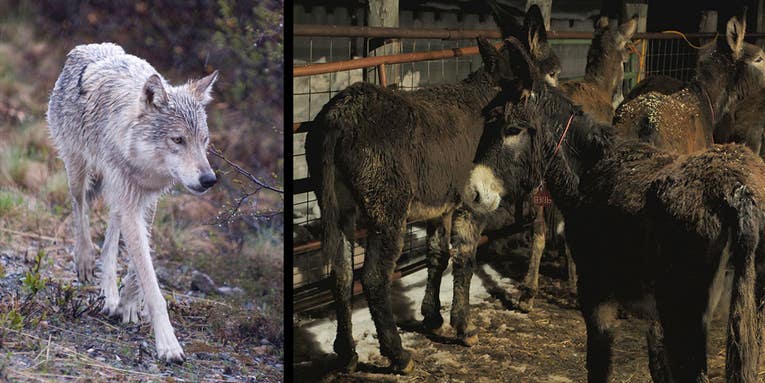 Colorado Parks & Wildlife Donates Band of Burros to Rancher to Prevent Wolf Depredations