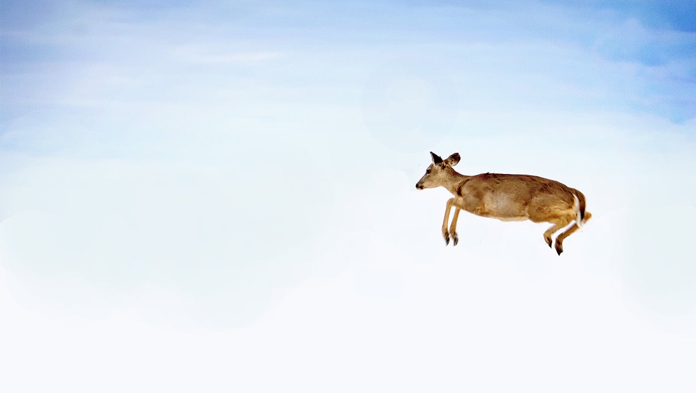 photo of deer leaping