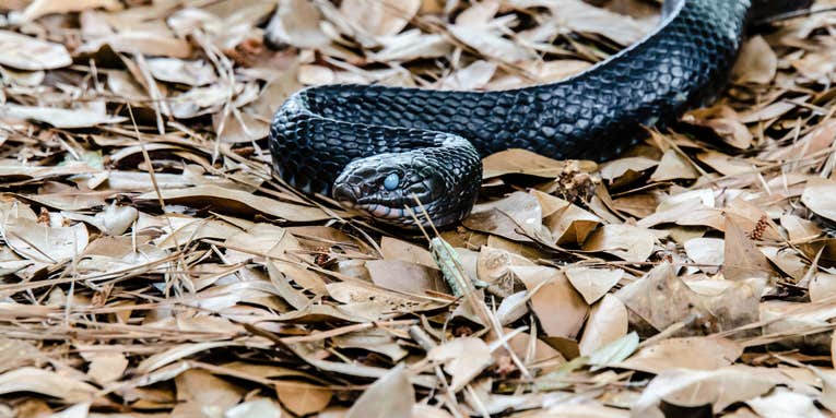 Rare Native Snake That Grows Up to 8 Feet Found in Alabama for Second Time Since 1954