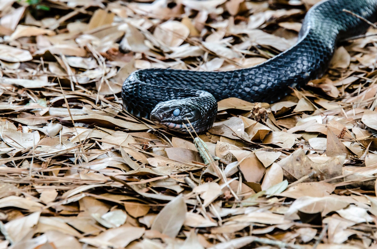 eastern indigo snake slithers through forest floor