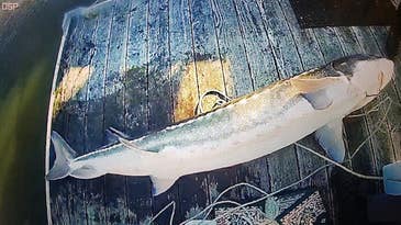 Fishermen Report Poachers, Saving Five White Sturgeon  in Oregon
