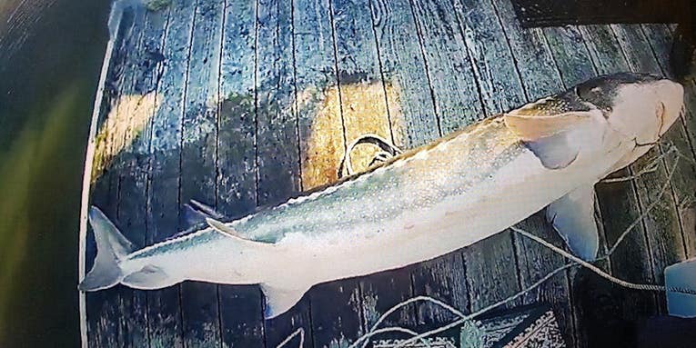 Fishermen Report Poachers, Saving Five White Sturgeon  in Oregon