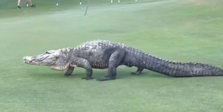 Video: Giant Three-Footed Alligator Prowls Florida Golf Course