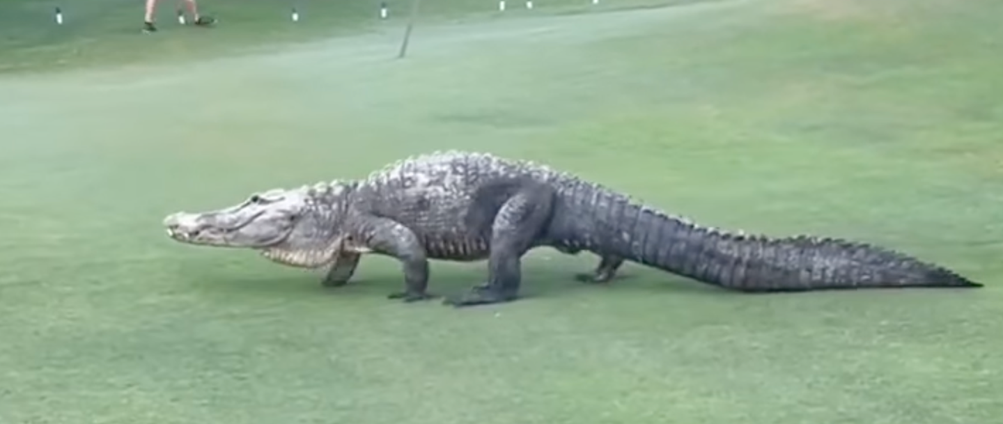 alligator with missing foot walks across golf course