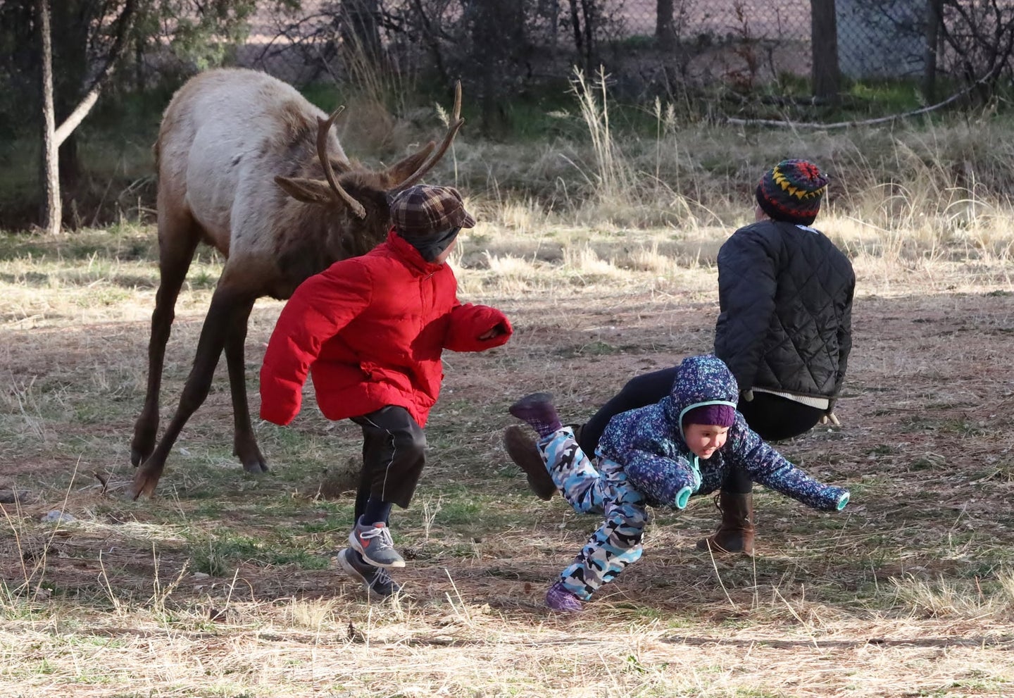 spike elk charges into family sending kid and mother tumbling