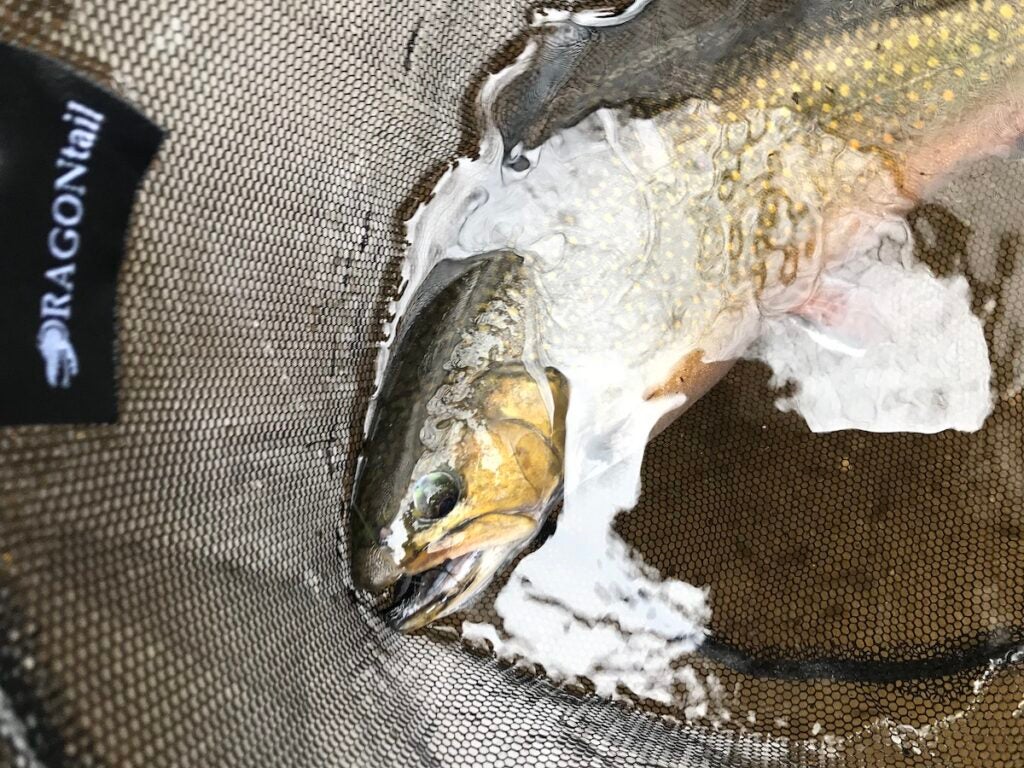Trout in a net with a fly in its mouth.