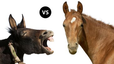 Mule vs Horse: Which is Better for Big-Game Hunting?