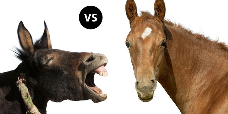Mule vs Horse: Which is Better for Big-Game Hunting?