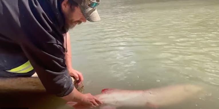 What Happens After You Catch a State Record Muskie—Including Video of the Release