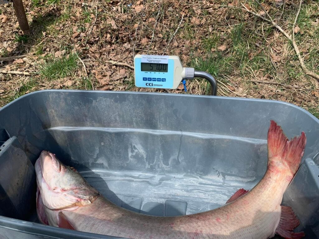 photo of muskie being weighed