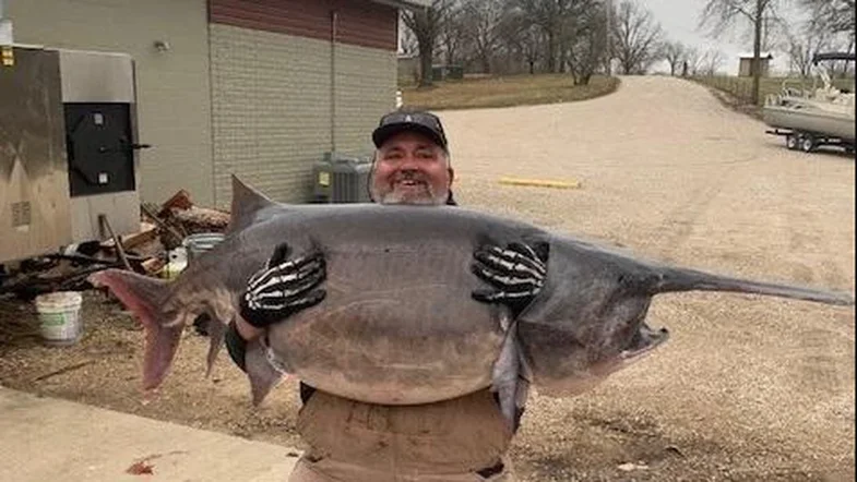 The new Missouri state record paddlefish weighed more than 140 pounds.