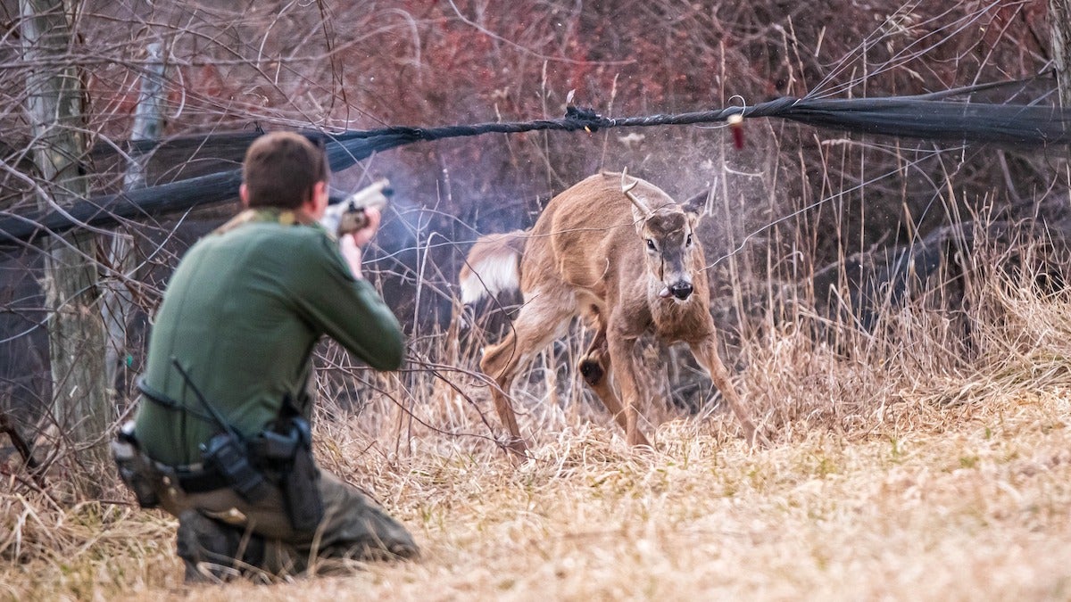 PA wildlife officer shooting the antler off of an entangled whitetail deer.