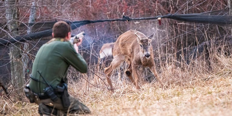 PA Wildlife Officer Shoots Buck’s Antler Off To Free Him From a Net