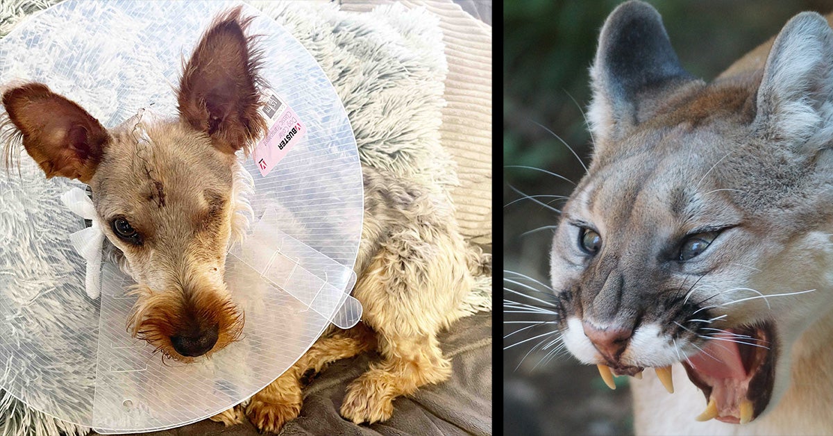 left: dog with stitches on head and missing eye; right: mountain lion snarls