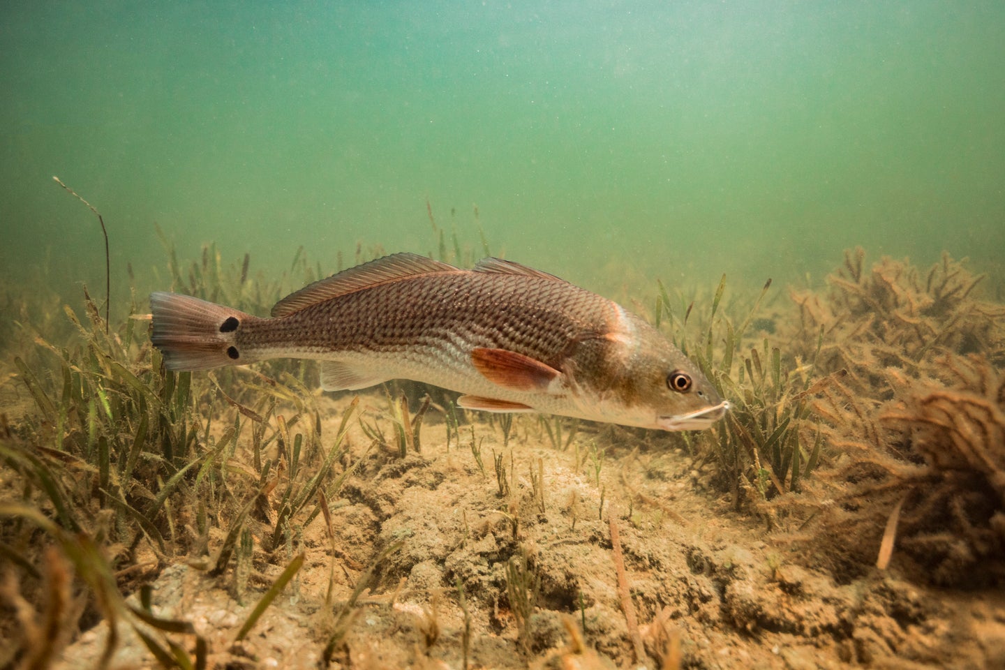 photo of redfish