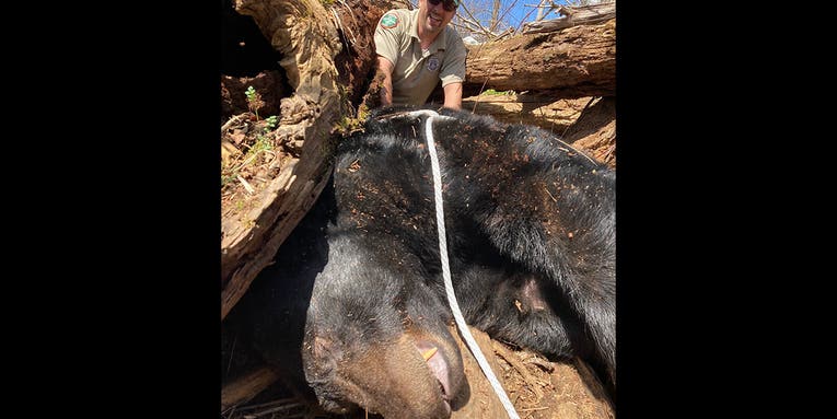 Wildlife Officers Tranquilize and Relocate Massive 500-Pound Black Bear in Tennessee