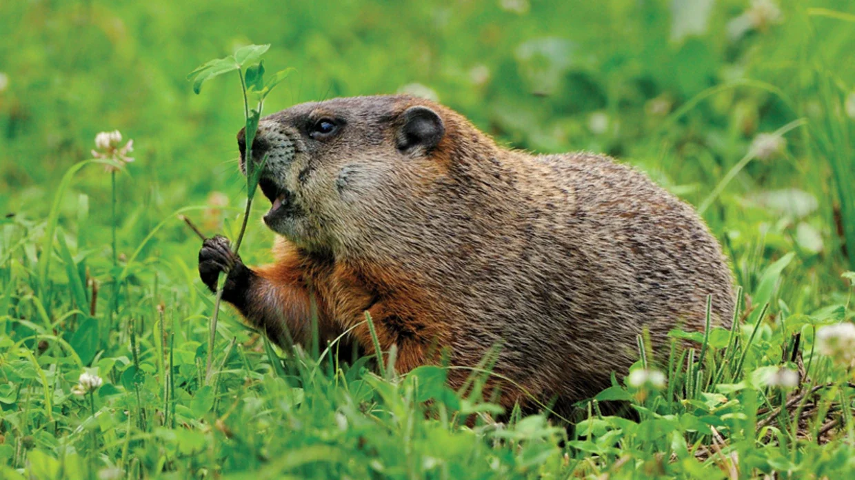 Concord, New Hampshire has become ground zero for woodchuck control. 