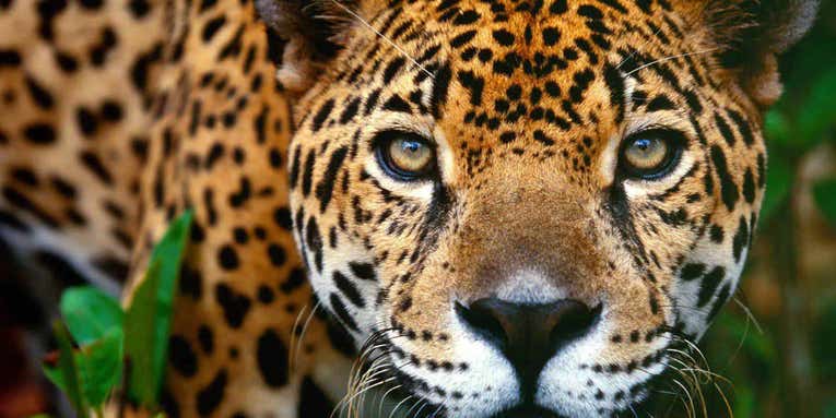 Wildlife Trafficking from Mexico to China Illustrates Worrisome Trends