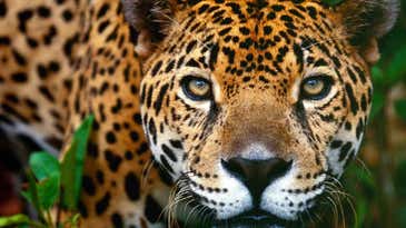 Wildlife Trafficking from Mexico to China Illustrates Worrisome Trends