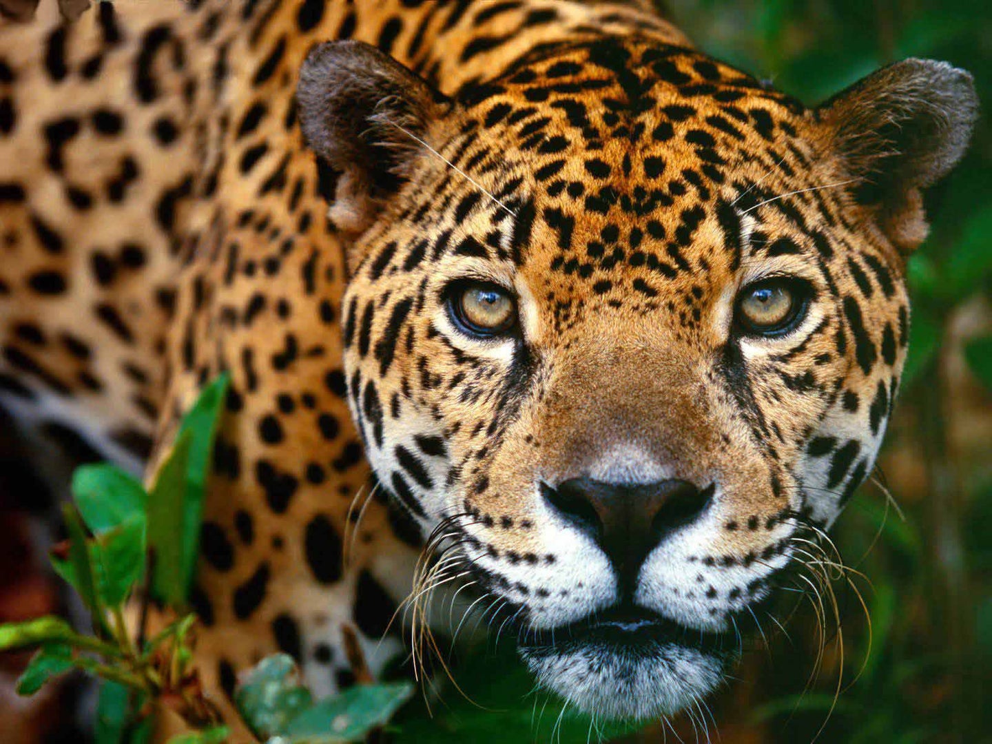 Mexico's jaguars are being marketed as Latin Tigers in China. 