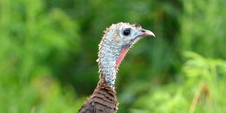 Pennsylvania Captures Oldest Wild Turkey in State History