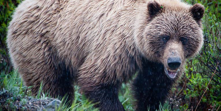 Grizzly Bear Mauls and Kills Shed Hunter in Montana
