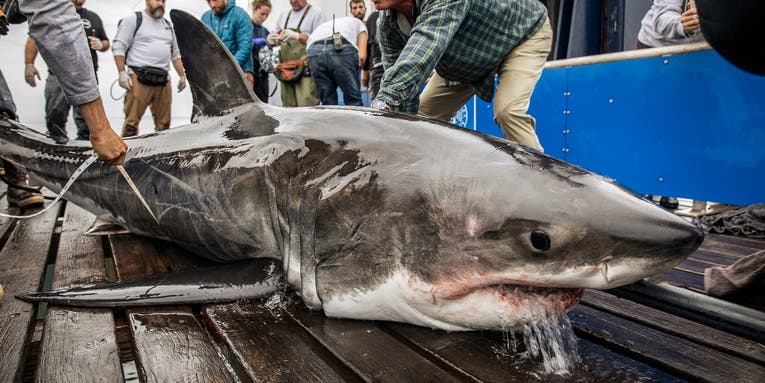 12-Foot Great White Shows Up Near Florida—Just in Time for Spring Break