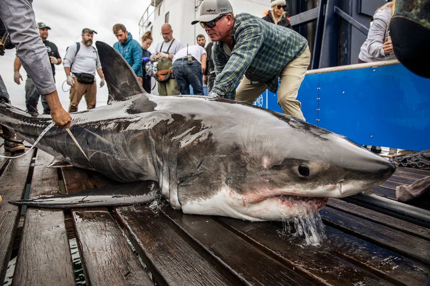 OCEARCH researchers attach a satellite tag to a great white. 