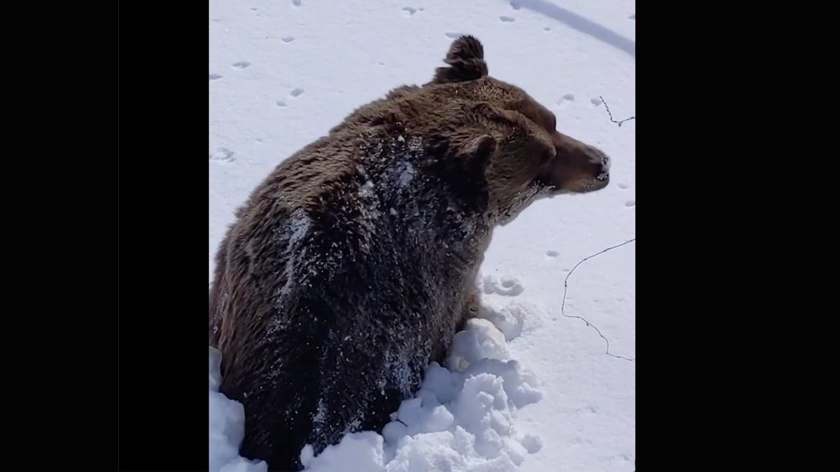Grizzly bear emerging from hibernation in the snow.