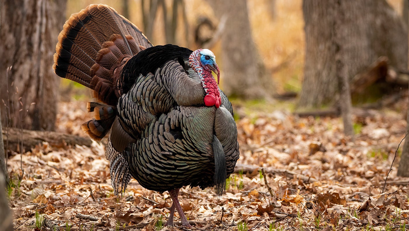 photo of a tom turkey