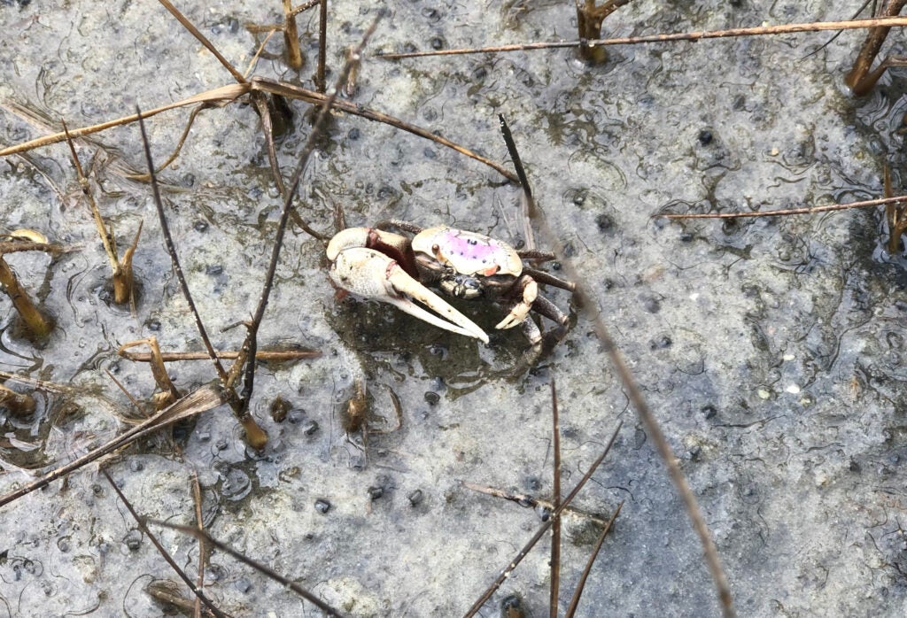 crab in mud