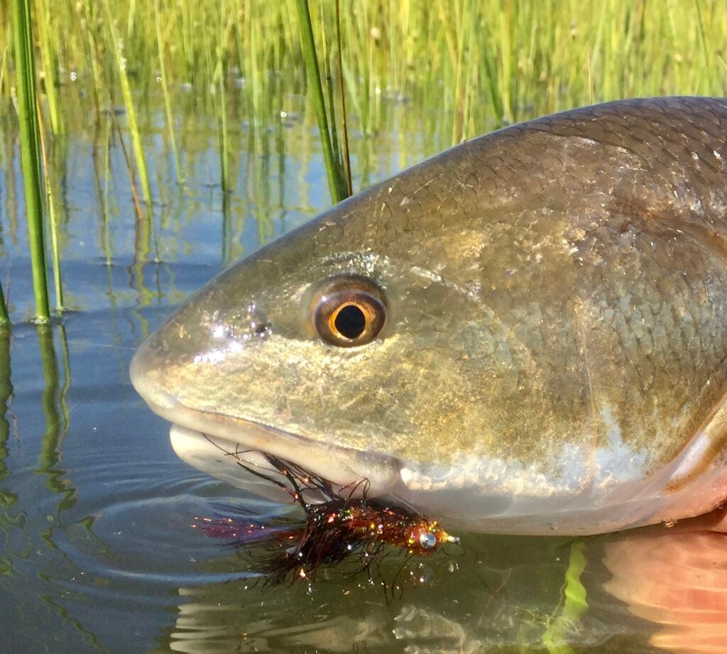 redfish with fly in mouth