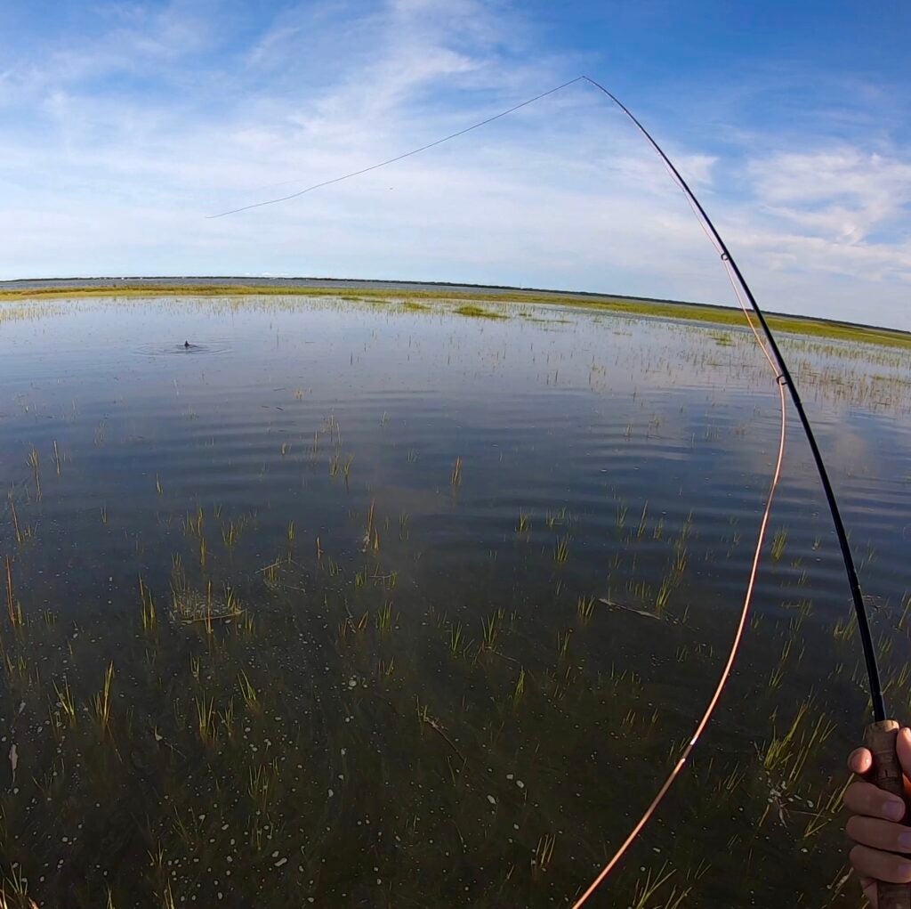fly angler casts towards tailing redfish
