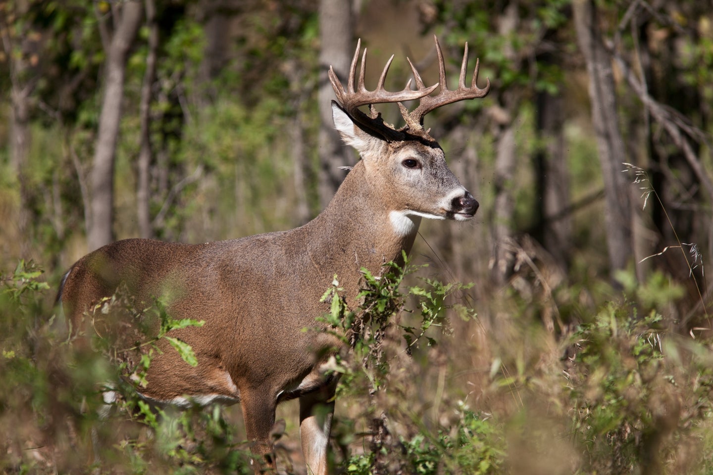 whitetail deer in forest