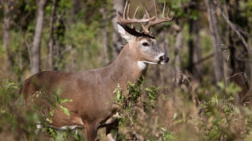 whitetail deer in forest