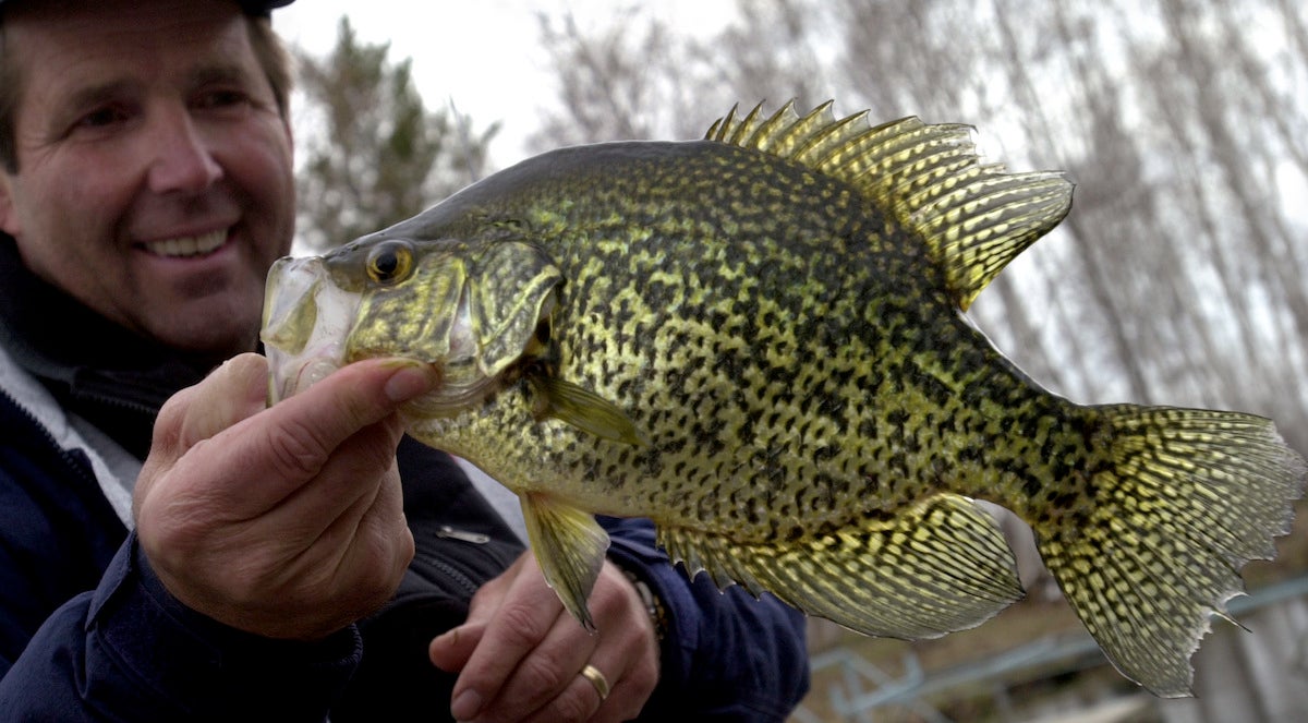 Yellow Lake, Wis., Sat., May 4, 2002--Ron Schara landed a three-pound crappie on Yellow Lake as the elusive walleye eluded during the Wisconsin Fishing Opener.