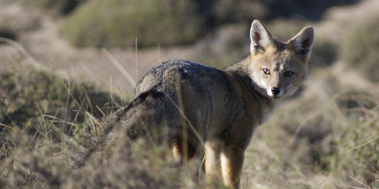 New Mexico Implements Trapping Ban on Public Land