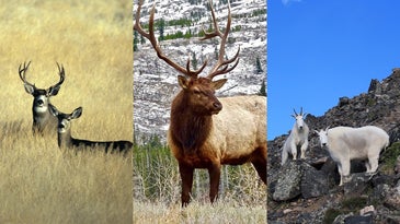 photo of mule deer, elk, and mountain goat