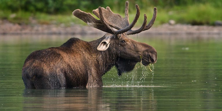 Minnesota Moose Numbers Are Back on the Rise