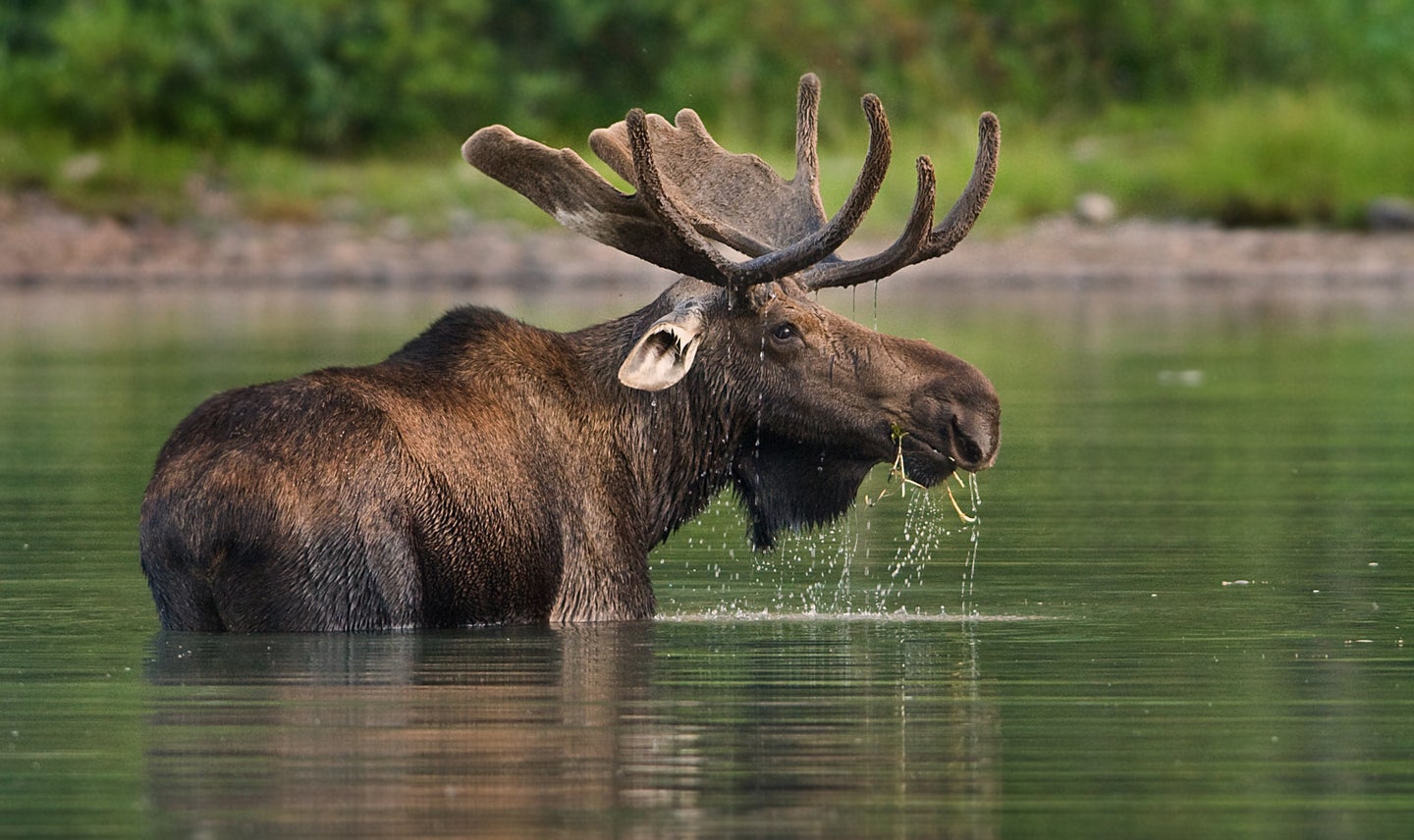 photo of bull moose