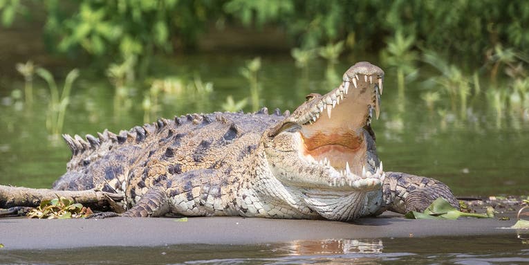 Zimbabwe Fisherman Survives Brutal Attack by Four Crocodiles