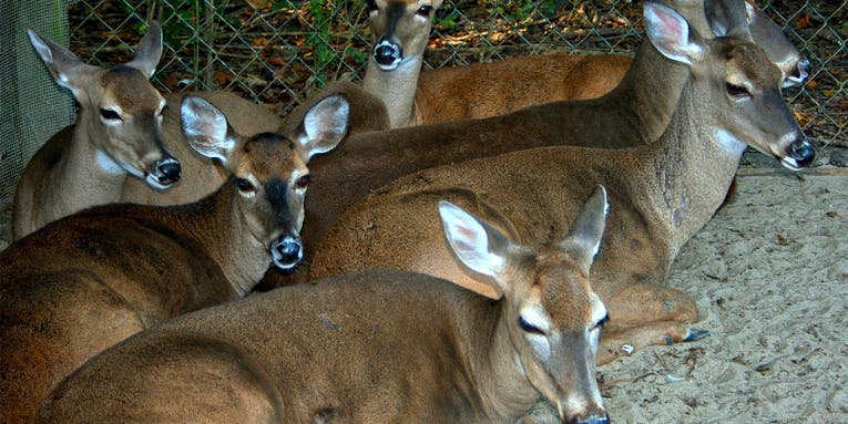 Minnesota Lawmakers Take Aim at Captive Deer Farms in Battle Against CWD