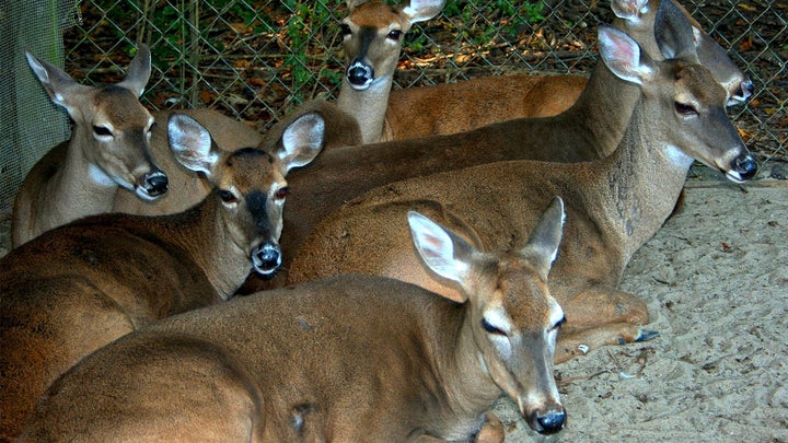 photo of captive deer