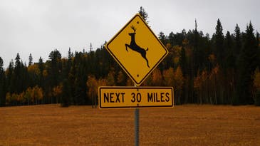 Minnesota Researchers Will Count Dead Deer to Prevent Future Vehicle Collisions